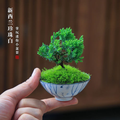 新西兰珍珠白耐阴好养桌面掌玩小盆景室内四季常青禅意迷你盆栽