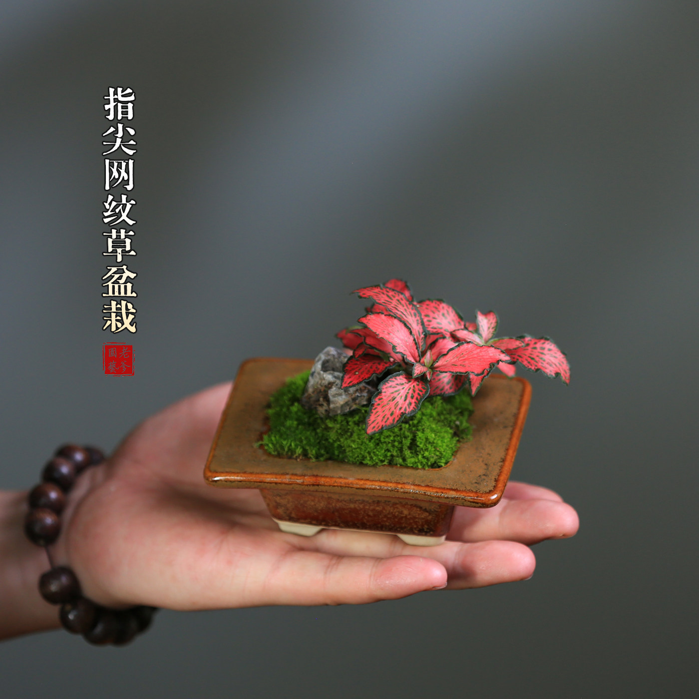 网纹草迷你盆栽组合苔藓微景观室内好养办公室微盆景桌面可爱绿植