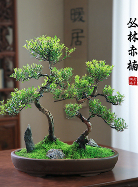 小叶赤楠盆栽丛林造型盆景桌面观叶绿植老桩植物客厅庭院室内好养