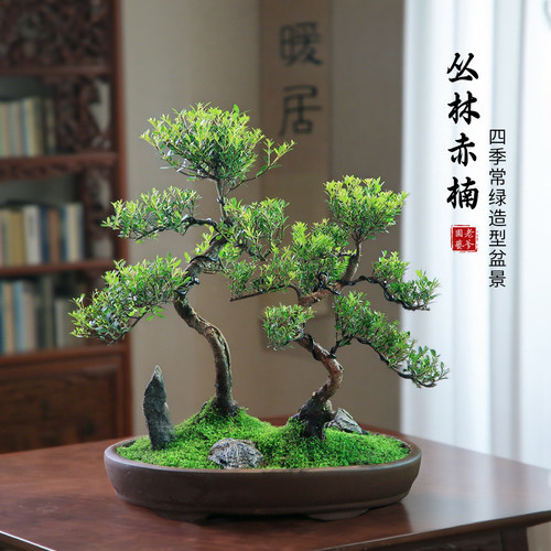 小叶赤楠丛林造型盆栽老桩植物
