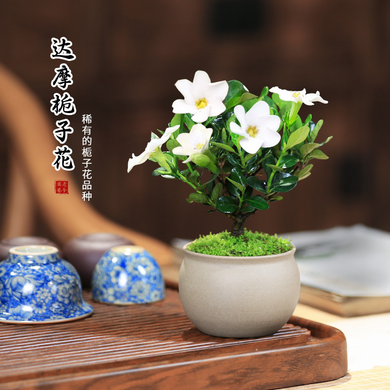 达摩栀子花桌面迷你小盆栽净化空气阳台小植物室内好养花卉绿植