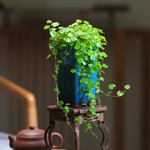 天胡荽治愈系植物净化空气