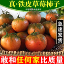 丹东草莓柿子番茄铁皮柿子绿腚油柿子碱地西红柿自然熟5斤 包邮