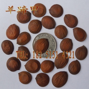 羊蹄甲种子 洋紫荆 精选花木种子羊蹄甲 玲甲花 保证质量