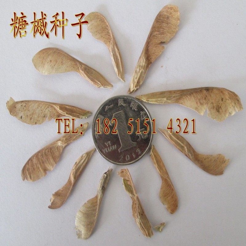 出售当年新采糖槭种子 复叶槭种子 糖枫树 覆叶槭 50元/斤