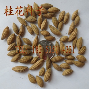 出售优质桂花树种子 丹桂、金桂、银桂、四季桂