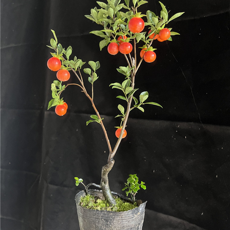 紫阳金丹金弹子品种嫁接苗中国红逸源红大红花生果观果品种嫁接苗