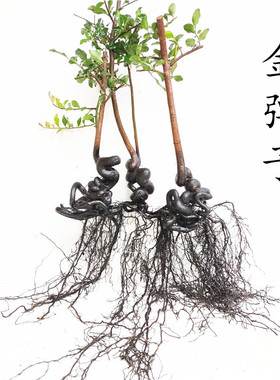 (151-200)金弹子微小型禅意悬崖造型好看根艺掌中宝小盆栽原生母