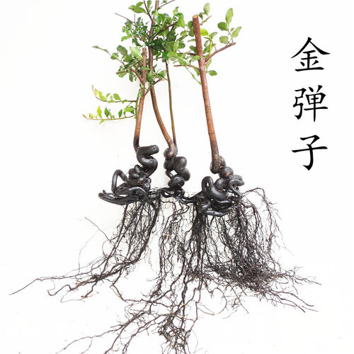 金弹子根艺悬崖精品造型新奇好看