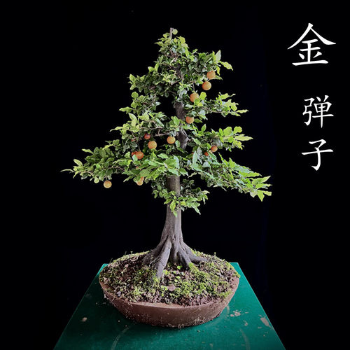 金弹子根艺悬崖精品造型观果好看