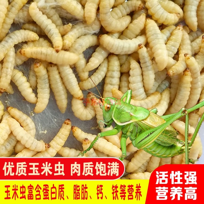 新鲜玉米虫活虫蝈蝈食蝈蝈粮食鸣虫幼虫蝈蝈专用爬虫食物活虫饲料