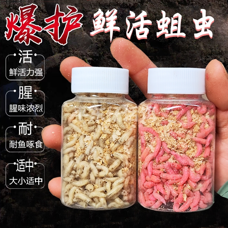 钓鱼活体虫饵鲜活肉蛆蛆虫白蛆活饵蛆牙子鲫鱼鲤鱼石斑鱼昆虫鱼饵