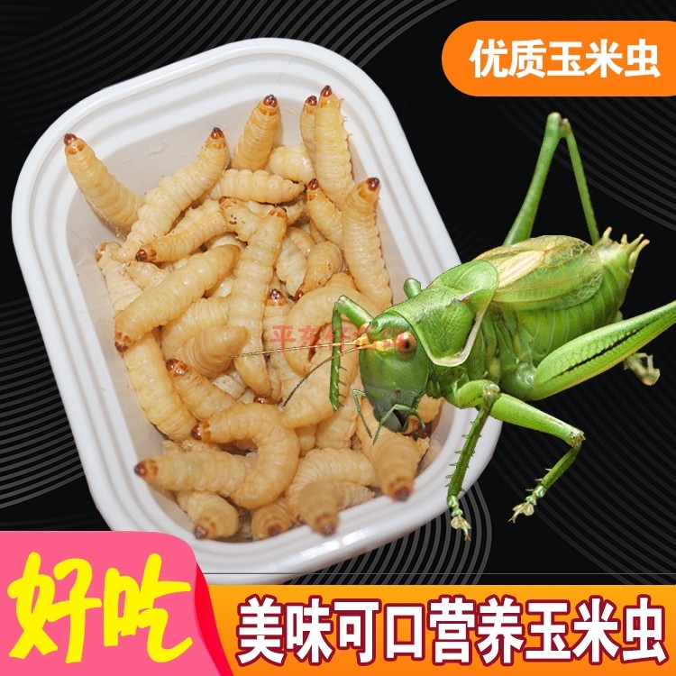 鲜活大玉米虫蝈蝈食饲料蝈蝈粮蝈蝈食物蝈蝈活竹蛉鸣虫喂爬虫饵料