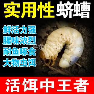老母虫核桃虫活虫蛴螬白土蚕野钓大物虫饵 500只蛴螬赔钱冲量
