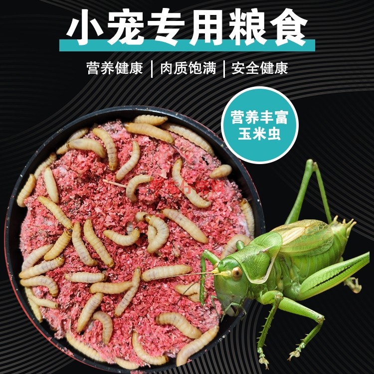 玉米虫小虫蝈蝈食蝈蝈饲料鸣虫饲料鸣虫专用食物精选玉米虫小宠粮