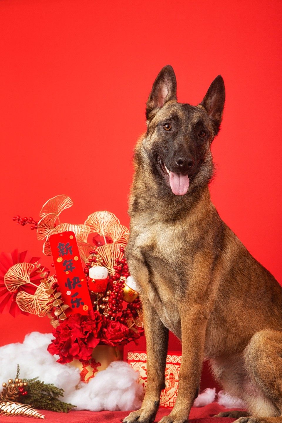 东鲁犬舍马犬马里努阿犬幼犬双血狗狗