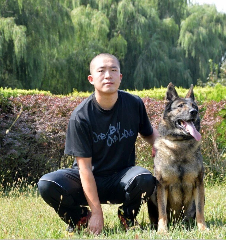 东鲁犬舍昆明犬双血统昆明犬幼犬狗狗