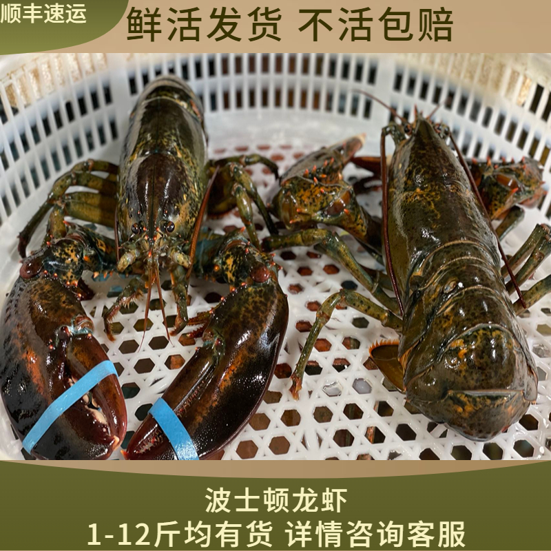 鲜活大波龙特大波士顿龙虾大澳龙海鲜水产1-12斤顺丰包邮活体发货 水产肉类/新鲜蔬果/熟食 活虾 原图主图