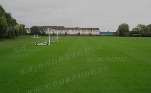 耐干旱草种护坡百慕大马尼拉草种带壳纯种狗牙根种子 百慕大种子