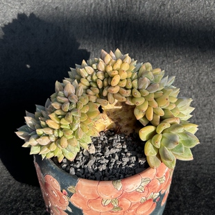 红象牙小树朵朵缀