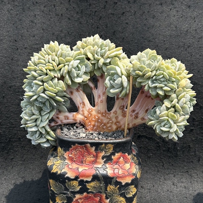 劳林朵朵树45头