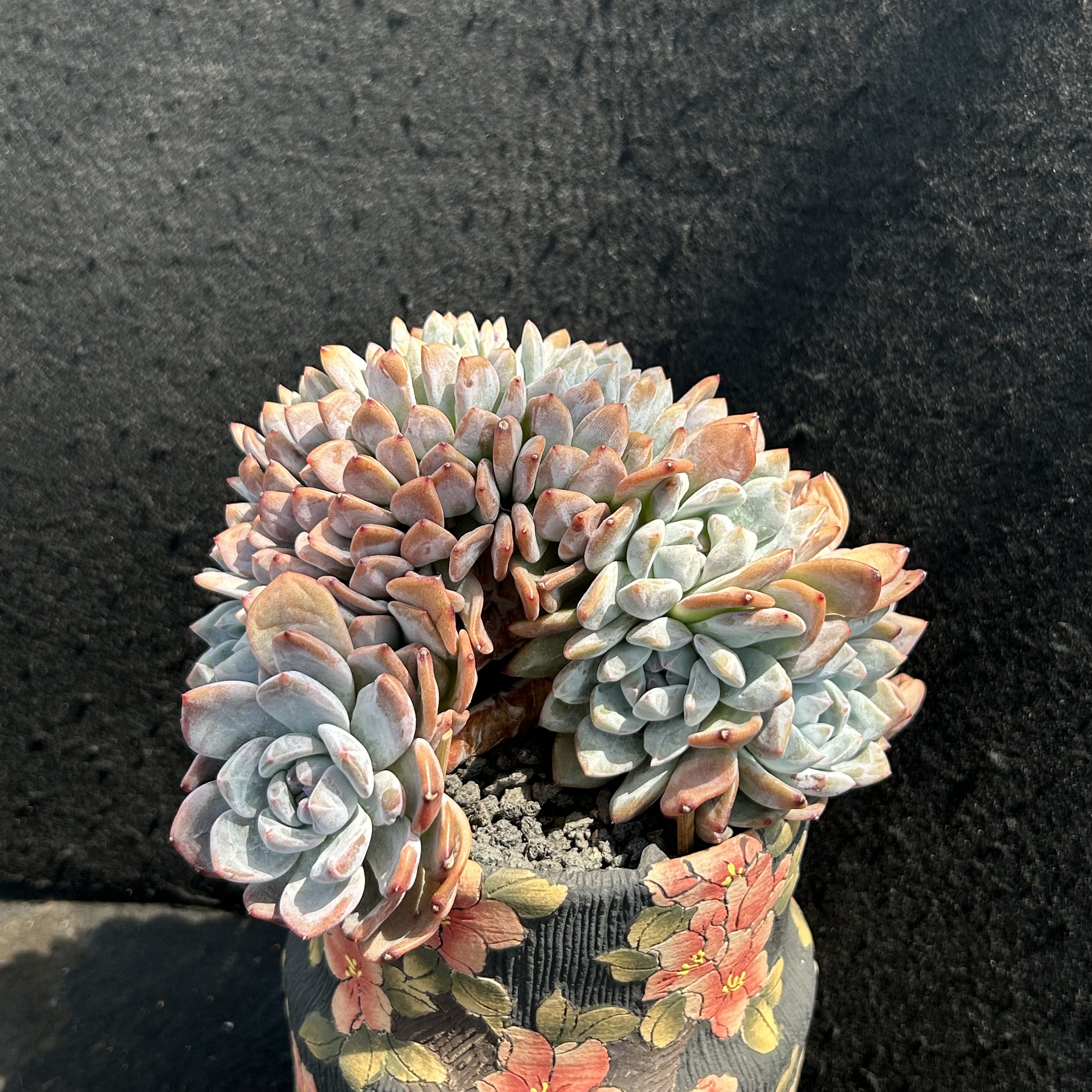 星影小树朵朵缀图片