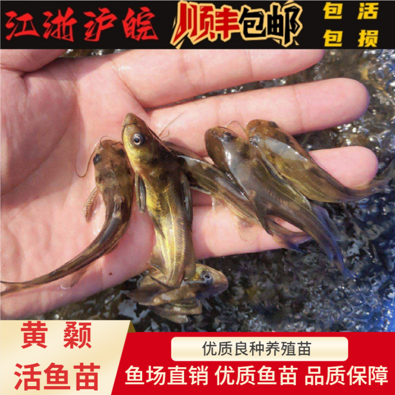 黄辣丁鱼苗昂公苗黄骨鱼苗黄颡鱼昂刺鱼苗汪丁黄鸭叫活体淡水养殖