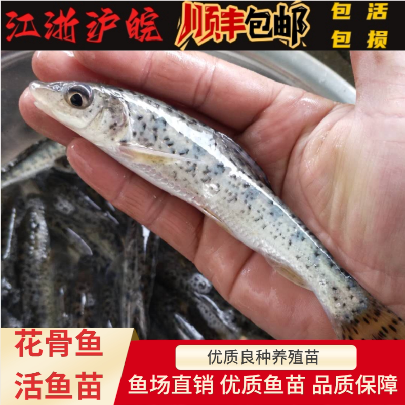 花骨鱼苗季郎鱼花菇鱼底层花姑娘鱼花吉勾活体淡水花吉勾鱼苗养殖
