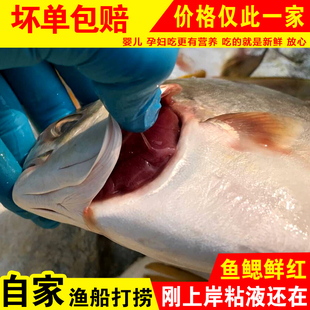 海捕野生金鲳鱼新鲜鲳鱼平鱼大扁鱼深海海鱼海鲜水产