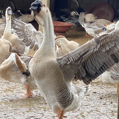 正宗澄海狮头鹅潮汕原产地    两斤以上