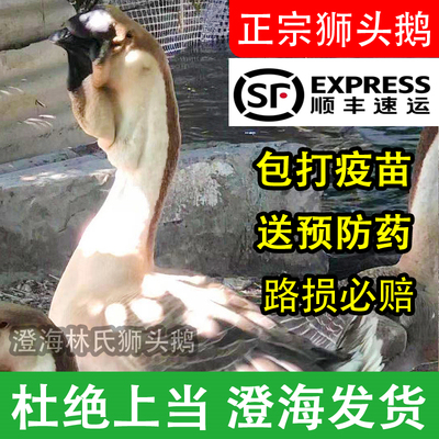 正宗汕头澄海特大种狮头鹅