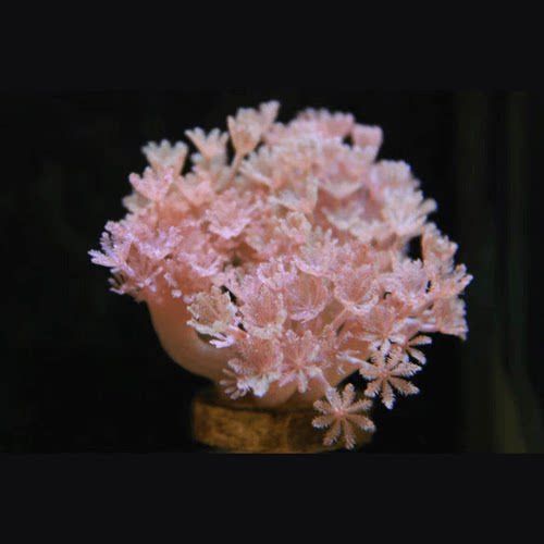 加勒比闪千手活体珊瑚会抓水养定海缸新手入门珊瑚软体lps珊瑚