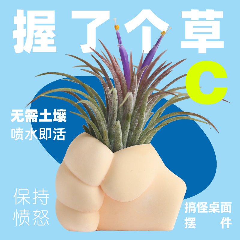 空气凤梨无土办公餐桌好养易成活