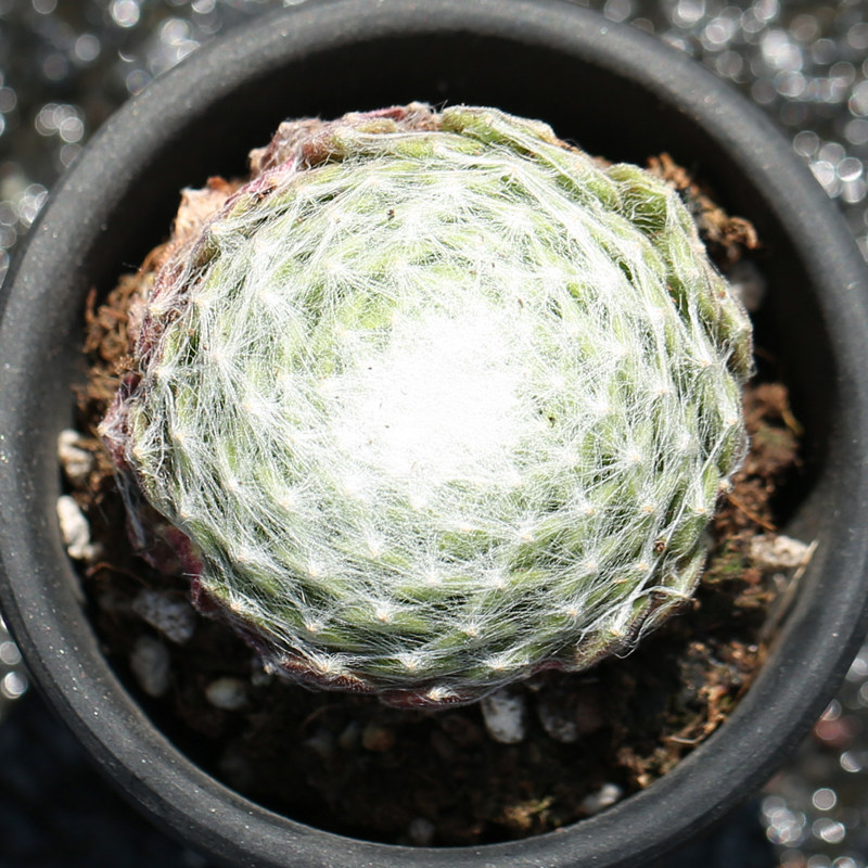 壹分皿蛛丝卷绢多肉植长生草物多肉盆栽肉肉植物办公室内绿植盆栽