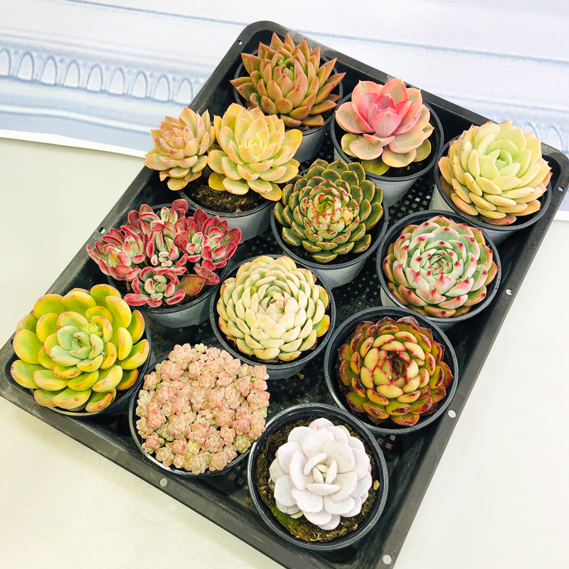 壹分皿 景天科拟石莲花属 多肉植物萌肉盆栽桌面植物迷你多肉,鲜花速递/花卉仿真/绿植园艺,多肉植物,淘宝优惠券,粉丝福利购,淘宝优惠卷