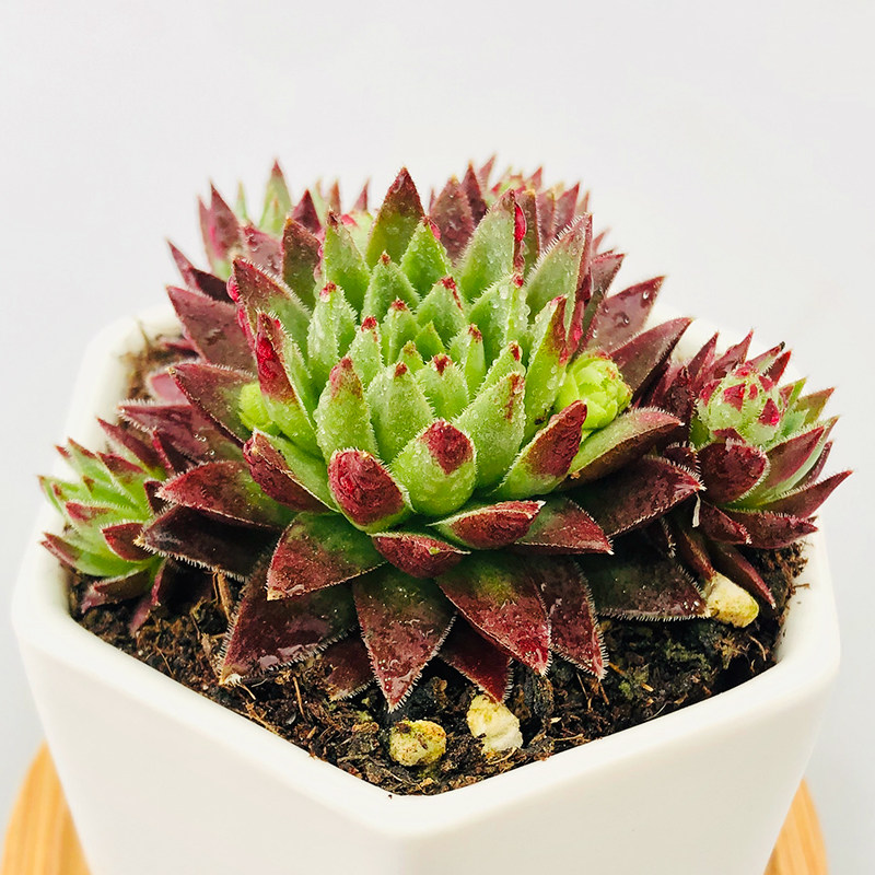 壹分皿 西瓜球多头肉肉植物长生草属多肉易爆盆绿植小盆栽9.9包邮,鲜花速递/花卉仿真/绿植园艺,多肉植物,淘宝优惠券,粉丝福利购,淘宝优惠卷