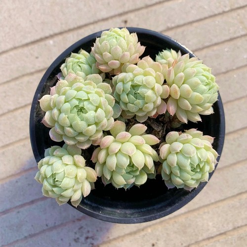 壹分皿羊脂球多肉植物小盆栽