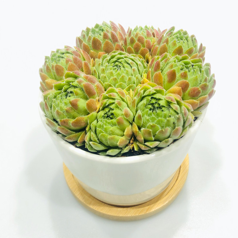 壹分皿小红卷绢长生草类多肉植物盆栽组盆肉肉植物室内阳台小绿植