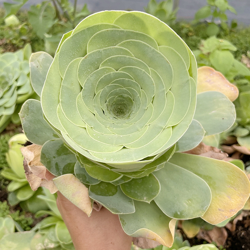 壹分皿山地玫瑰盖瑞米尔鸡蛋玫瑰粉玫瑰多肉植物四季盆栽花卉绿植