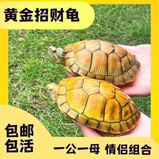 情侣巴西龟小乌龟活物幼龟观赏龟长寿龟好养黄金宠物龟活体大水龟