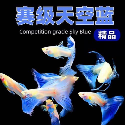 临产孕母孔雀鱼天空观赏鱼鱼苗纯种好养淡水热带耐活凤尾热带鱼