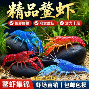 鳌虾观赏虾淡水冷水族耐活体宠物红白蓝色小龙虾火山原生天空蓝魔