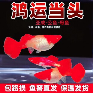 精品临产孕母鸿运当头孔雀鱼可繁殖种鱼成鱼胎生鱼观赏鱼热带鱼