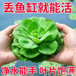 圆心萍浮萍净化水质水培绿植庭院办公室鱼虾龟缸造景增氧漂浮水草