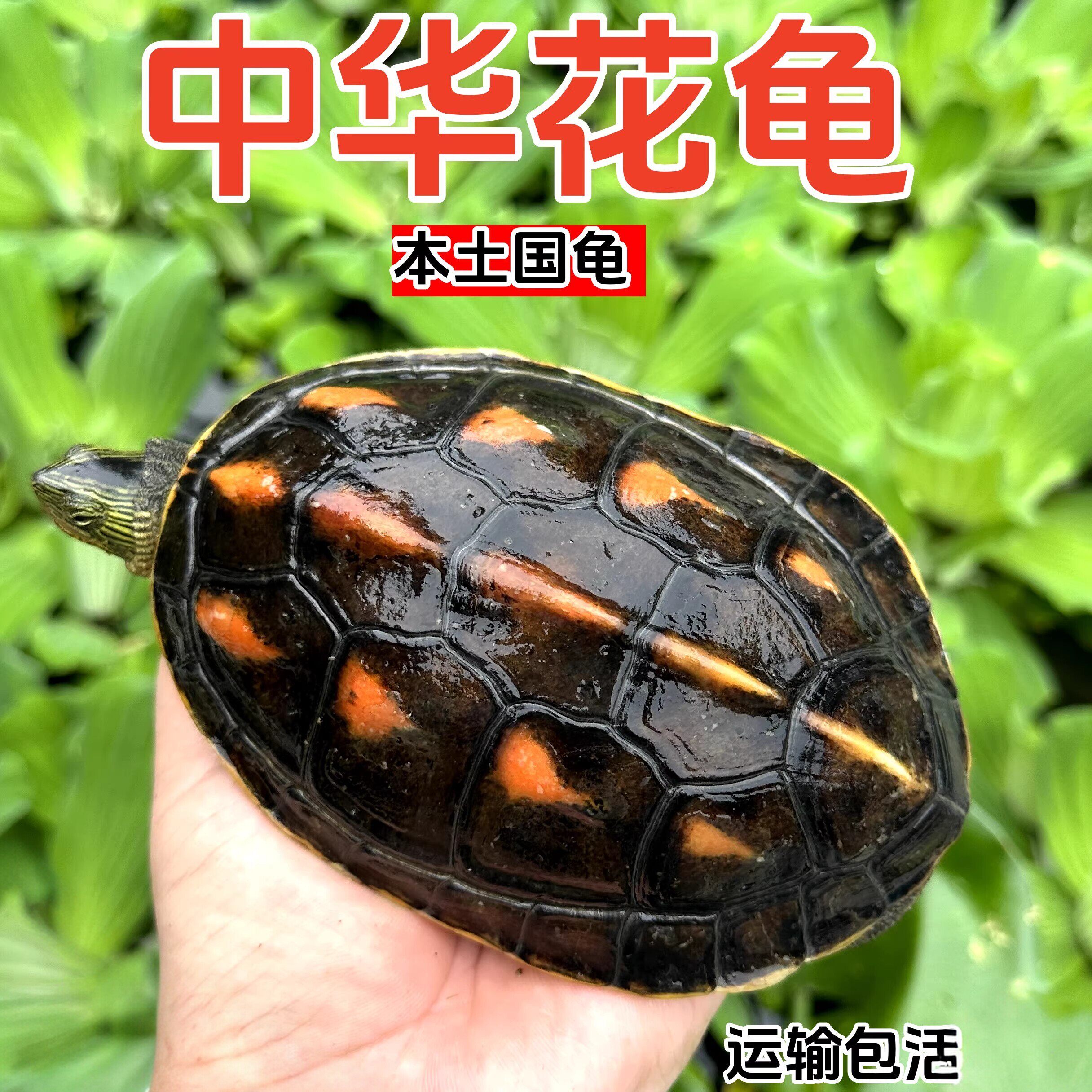 花龟苗小乌龟活体珍珠龟宠物水龟花杂草观赏龟六线中华草龟活物