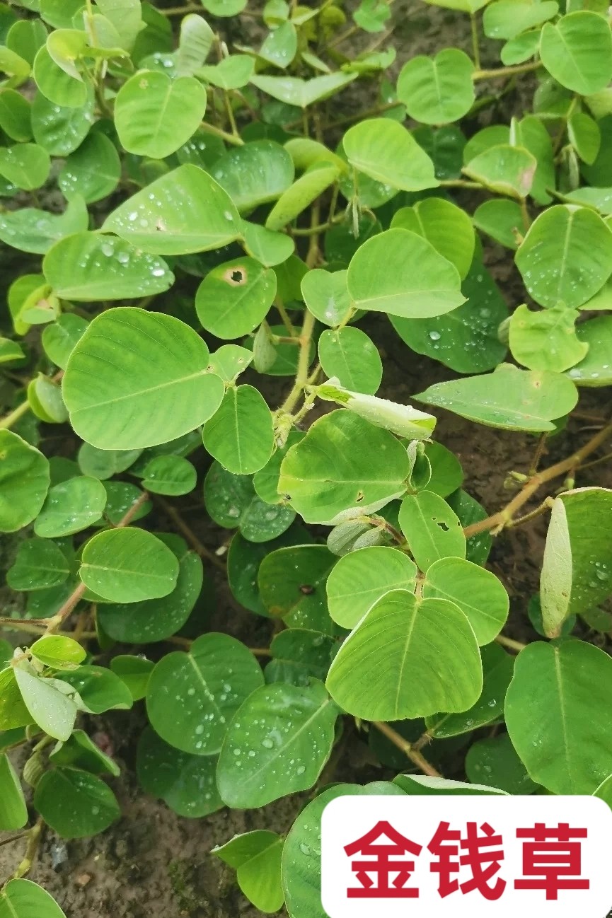 新货大叶金钱草中草药 广金钱草铜钱草连线草中药材包邮
