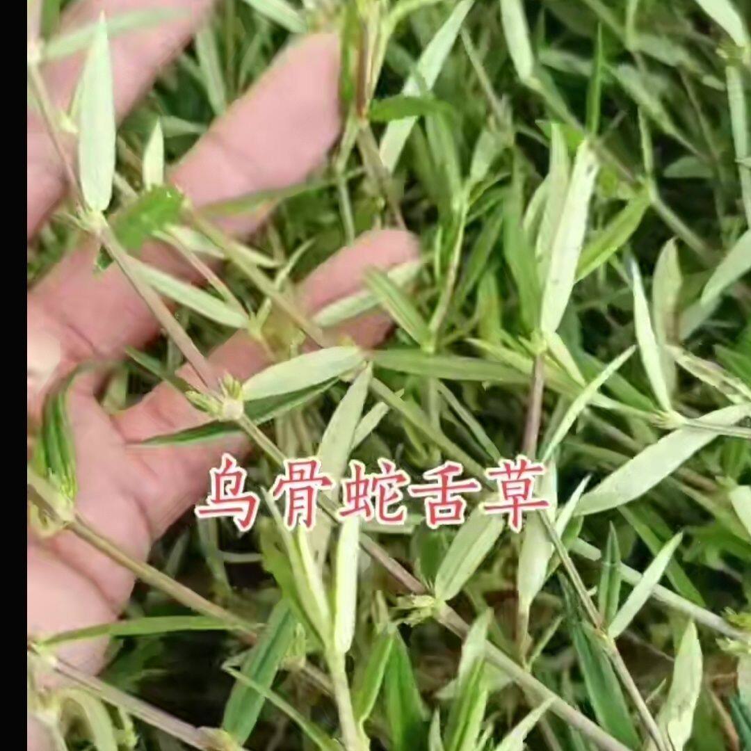 乌骨蛇舌草现晒干货 潮汕中号本地四方骨山蛇舌山蛇尖中草药