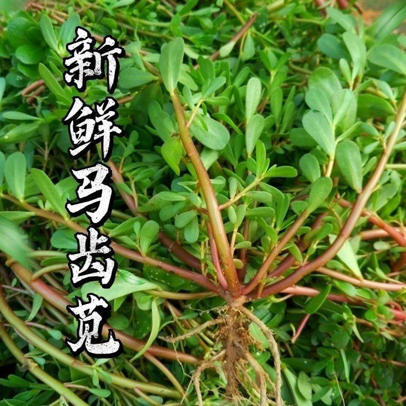 马齿苋菜新鲜马齿菜马蜂菜野菜马