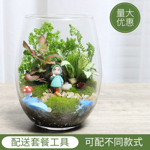 苔藓微景观绿植一生态瓶小盆栽