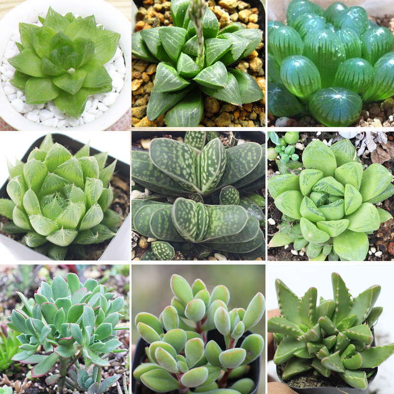 帝王玉露多肉植物多少钱 帝王玉露多肉植物优惠券免费领取 有条鱼